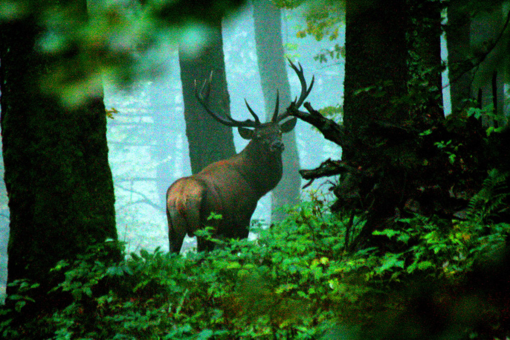 07-v-lese-je-jelen-v-neustaolm-pohybe